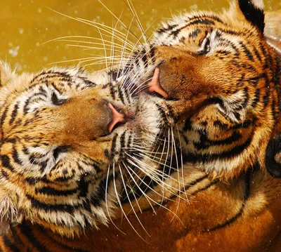 Пара тигров - 55 фото