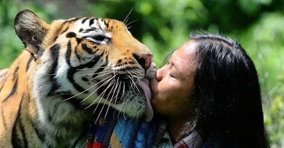 Дружба тигра и человека: 6 фотографий с дружескими отношениями между  хищниками и людьми - Рамблер/женский