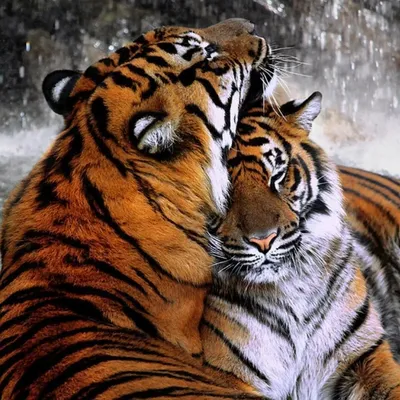 Тигр целует принцессу с светлыми …» — создано в Шедевруме