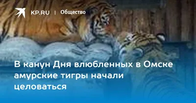 тигрёнок смотрит на тебя, изображение тигра, животное, кошка фон картинки и  Фото для бесплатной загрузки