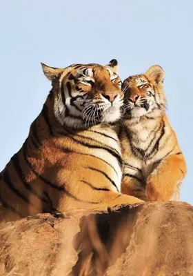 Самка амурского тигра лижет своего 7–недельного детеныша во время его  первого выхода на публику в зоопарке Роев Ручей в Красноярске. – Dirty  around the world