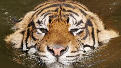 Белые тигры и кенгуру-боксеры приглашают гостей II Евроигр в цирк -  Российская газета