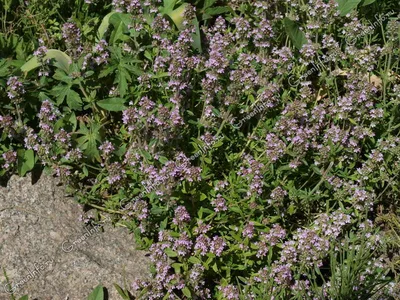 Тимьян ползучий 'Albiflorus' | Многолетние в Москве, МО