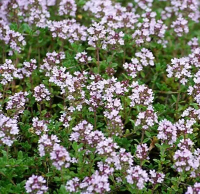 Тимьян ползучий (Thymus serpyllum) — описание, выращивание, фото | на  LePlants.ru