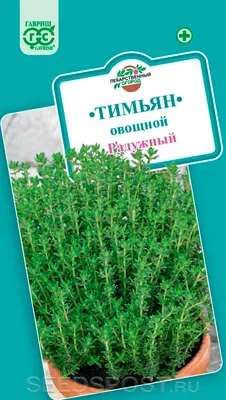 Тимьян обыкновенный купить по цене 400,00 руб. руб. в Москве в садовом  центре Южный