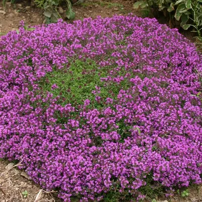 Тимьян ползучий белый \"Albiflorus\" (Thymus praecox \"Albiflorus\")