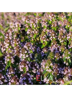 Тимьян ползучий белый \"Albiflorus\" (Thymus praecox \"Albiflorus\")