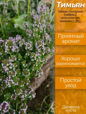 Тимьян ползучий - Тимьян - GardenPlants