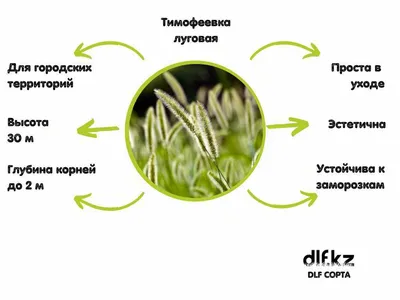 Тимофеевка луговая для укрепления обочин дорог. Заходи!