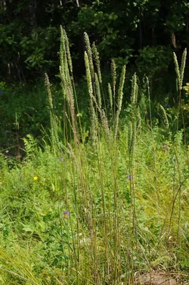 Тимофеевка степная. Phleum phleoides. | Растения, Флора