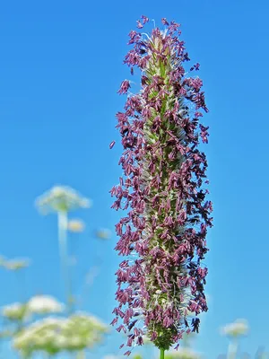 Пушистый \"хвостик\" (тимофеевка луговая, Phleum pratense)