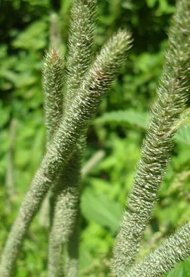 Тимофеевка луговая (Phleum pratense)