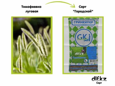 Тимофеевка луговая для укрепления обочин дорог. Заходи!