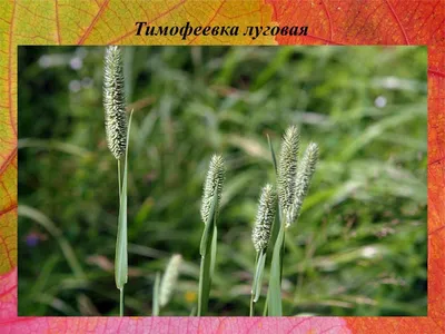 Флум (тимофеевка), банч 35-40 г, длина 60-65 см, цвет оранжевый