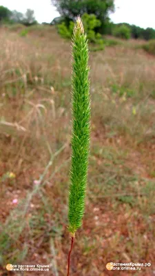 Phleum pratense L., Тимофеевка (World flora) - Pl@ntNet identify