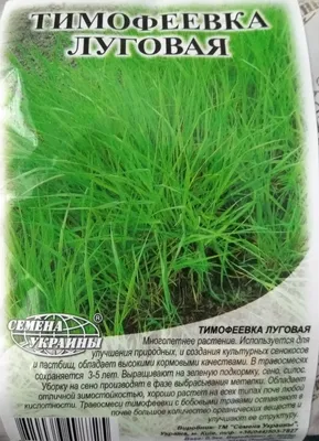 MW0601613, Phleum nodosum (Тимофеевка узловатая), specimen