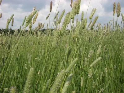 Тимофеевка луговая - описание и характеристики, фото, корневая система травы
