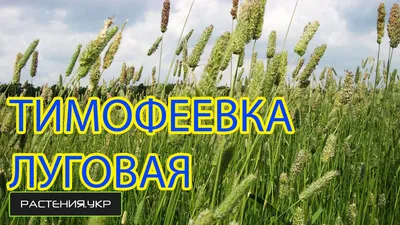 Тимофеевка луговая газонная трава семена купить (), цена в  интернет-магазине Супермаркет Семян