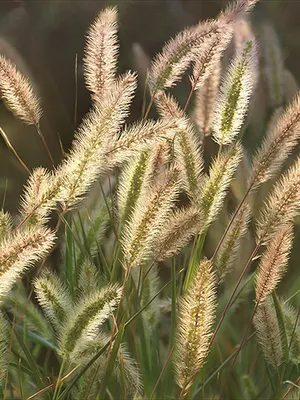 Тимофеевка луговая (Phleum Pratense)