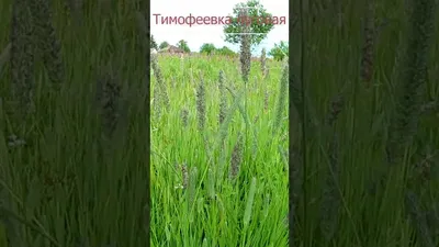 Тимофеевка луговая (Phleum pratense) - PictureThis