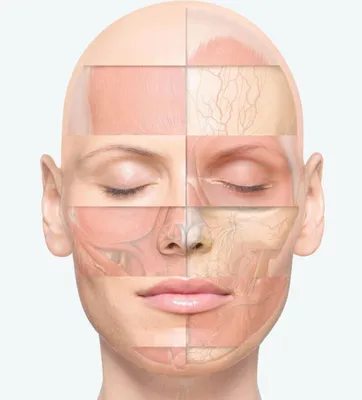 Типы старения кожи лица: какие бывают, как определить свой тип старения,  какие процедуры выбрать для ухода - Primelaser Systems