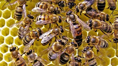 Типы ульев для пчел - Бізнес новини Добропілля