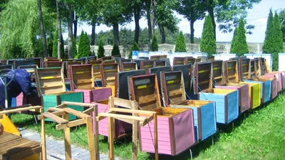 Ульи для пчел: виды и их особенности ➤ Интернет-магазин Vashapasika