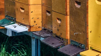 Какой улей выбрать начинающему пчеловоду ➤ Интернет-магазин Vashapasika