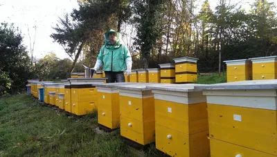 Улей Лежанка, тип \"Юрта\" в интернет-магазине инвентаря для пчеловода -  Uleyshop