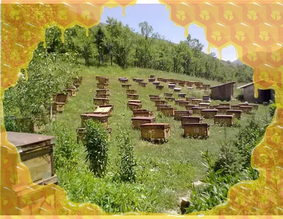 Типы ульев: жилище для пчел и их особенности | Огородники