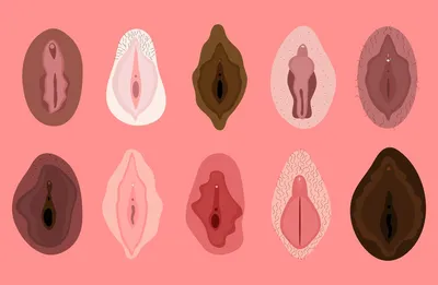 Сиповка, королек, мутовка: виды женских половых органов
