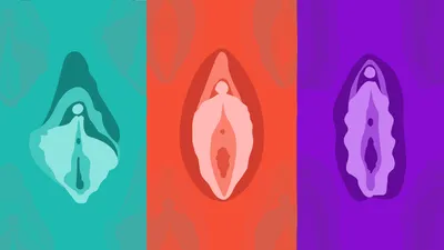 Система женских половых органов, плакат глянцевый А1/А2 › Купить оптом и в  розницу › Цена от завода