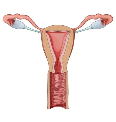 Abalone силиконовая вагина, имитация влагалища, вулва, коллекция женских  гениталий, искусственная вулва, искусственная вагина, силикон | AliExpress
