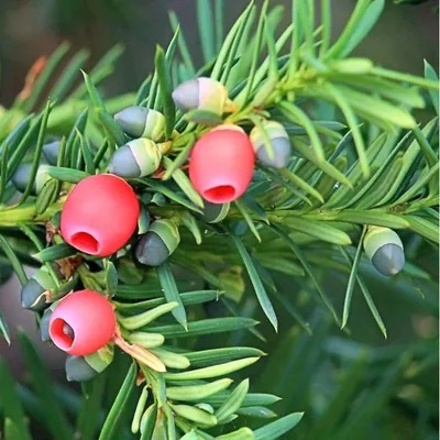 Купить Тисс ягодный (Taxus baccata) от 999 руб. в интернет-магазине  Архиленд с доставкой почтой по Москве и в регионы