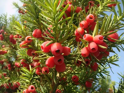 Тис ягодный, Taxus baccata (Ø 19 см, H 50 см) - Садовый центр Земля Х