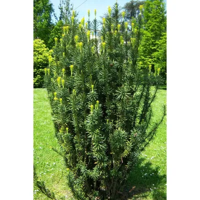 File:Тис ягодный (Taxus baccata).JPG - Wikipedia