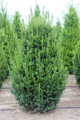 тис ягодный - Taxus baccata