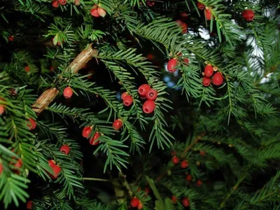 Тис ягодный 🌲 по выгодной цене 12000 руб. в Москве - купить Taxus Baccata  в питомнике «Зеленый Рай»