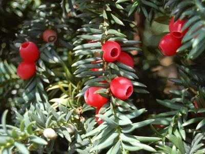 Саженцы Тис ягодный Фастигиата (Taxus baccata Fastigiata) из питомника  растений Гринстрана купить по цене от 1200 рублей | Описание, фото,  доставка, консультация — Гринстрана.ру