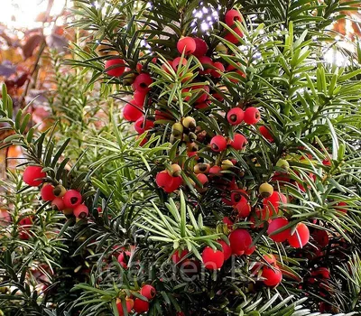 Taxus baccata, Тис ягодный|landshaft.info