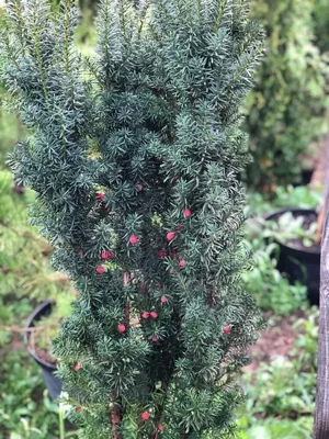 Тис ягодный (Taxus baccata) - PictureThis