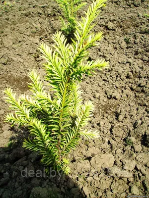 Тис ягодный (Taxus baccata) — путеводитель по отдыху в Крыму