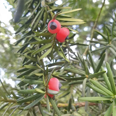 Тис ягодный (Taxus baccata)