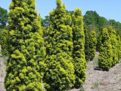 Тис ягодный Семперауреа (C3) Taxus baccata Semperaurea купить саженцы по  лучшей цене в Украине: описание, фото в интернет магазине Спасский питомник