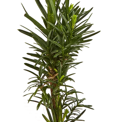 Тис ягодный (Taxus bassata Elegantissima): продажа, цена в Кобрине. Саженцы  декоративных деревьев и кустарников от \"Белорусский питомник растений  \"Зелёная хвоя\"\" - 29040324