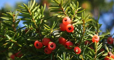 Тис ягодный (Taxus baccata) купить по цене . в Москве в садовом центре