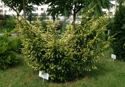 тис ягодный - Taxus baccata