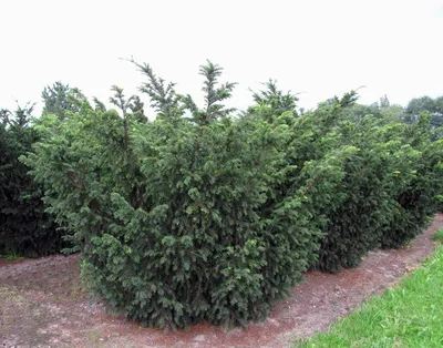 Саженцы Тис ягодный Фастигиата (Taxus baccata Fastigiata) из питомника  растений Гринстрана купить по цене от 1200 рублей | Описание, фото,  доставка, консультация — Гринстрана.ру