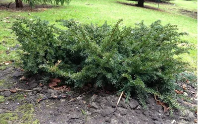 Тис ягодный Фастигиата (Taxus baccata Fastigiata)