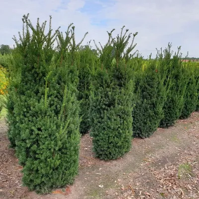 Тис средний Хикси (Taxus media Hicksii)